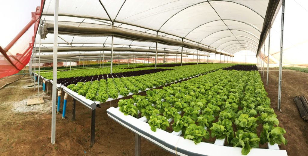 casa-de-vegeta-o-zanatta-estufas