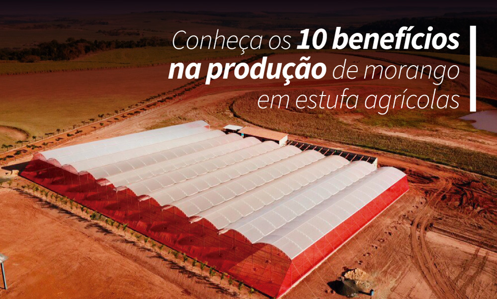 produção de morango em estufas agrícolas