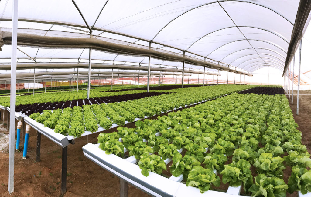 estufa agricola