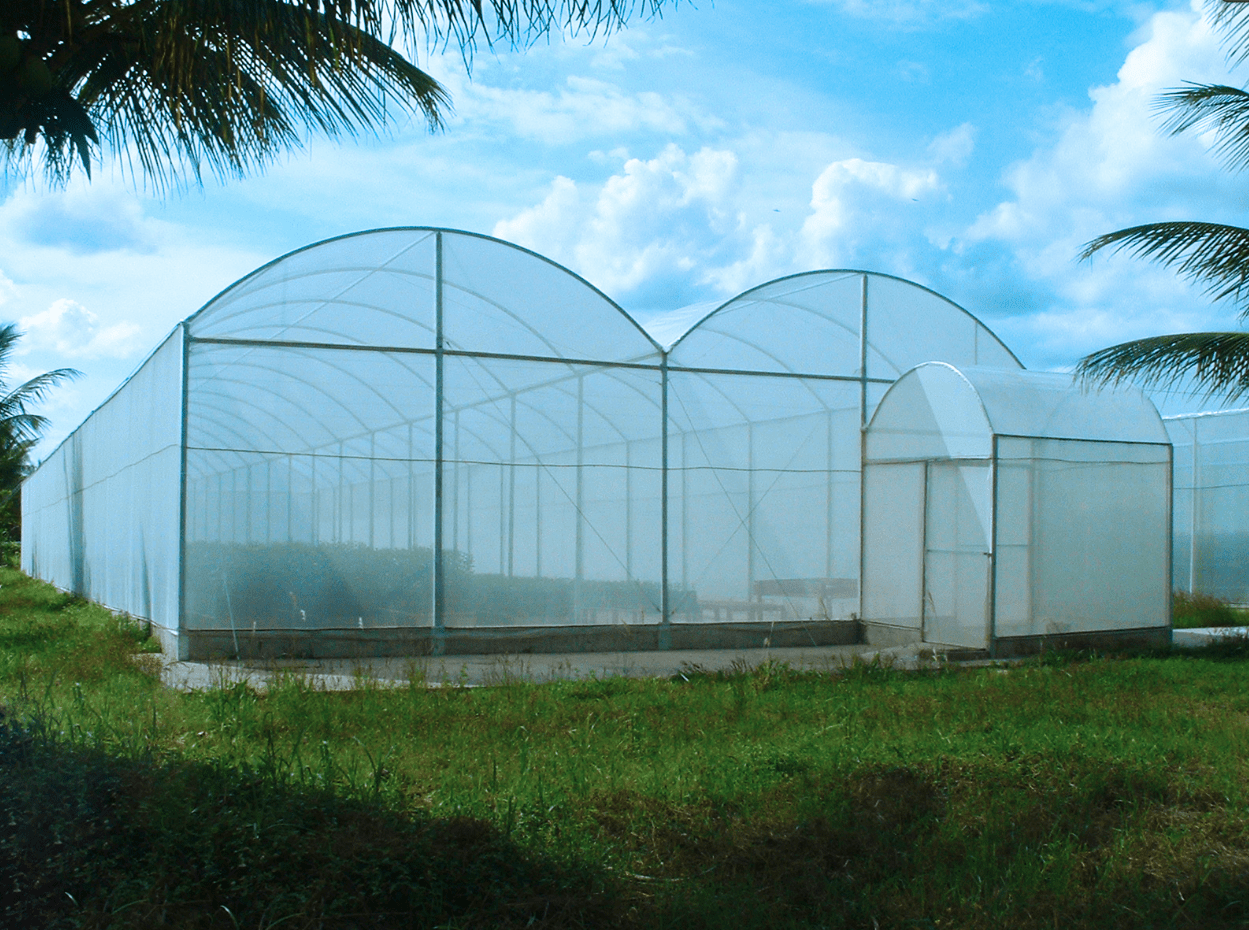 Produção em estufa agrícola, conhecendo essa vantajosa estrutura