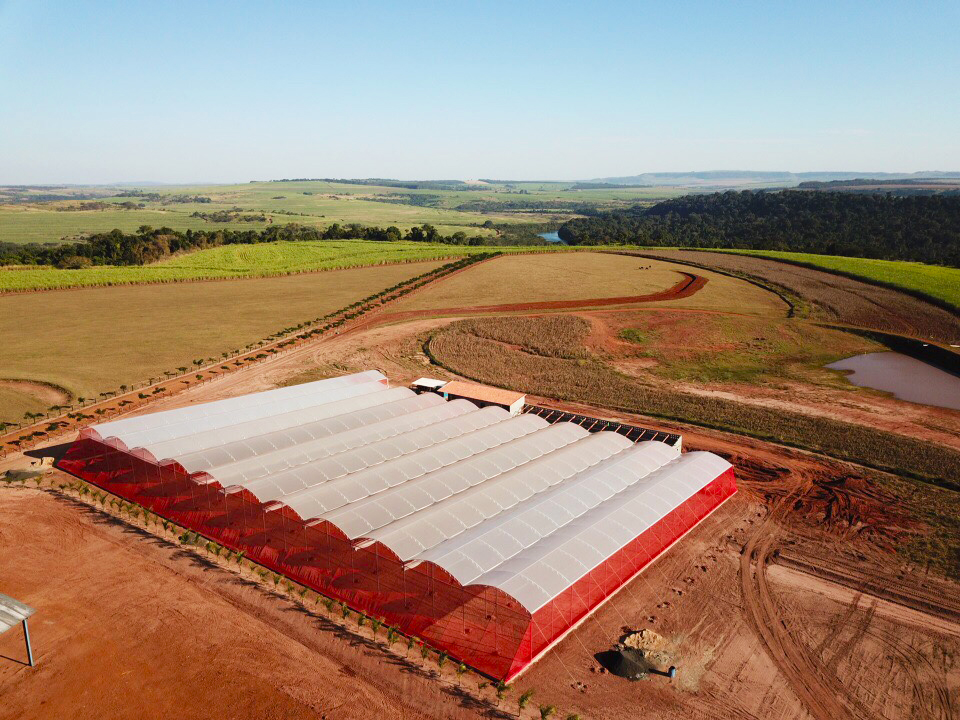 Produção suspensa de morango em estufa.