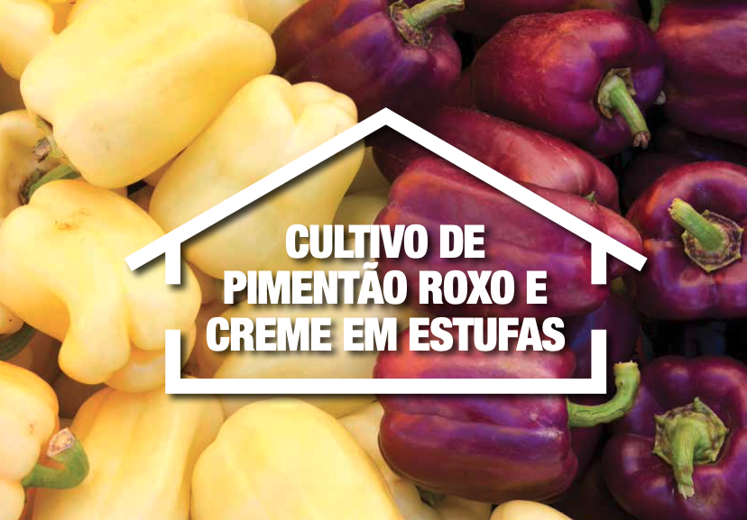 cultivo de pimentão