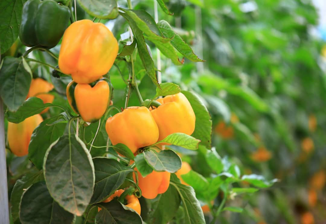 cultivo protegido de pimentão