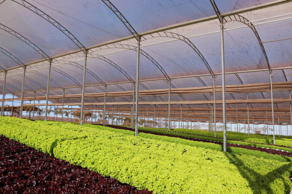 maior produtividade no cultivo
