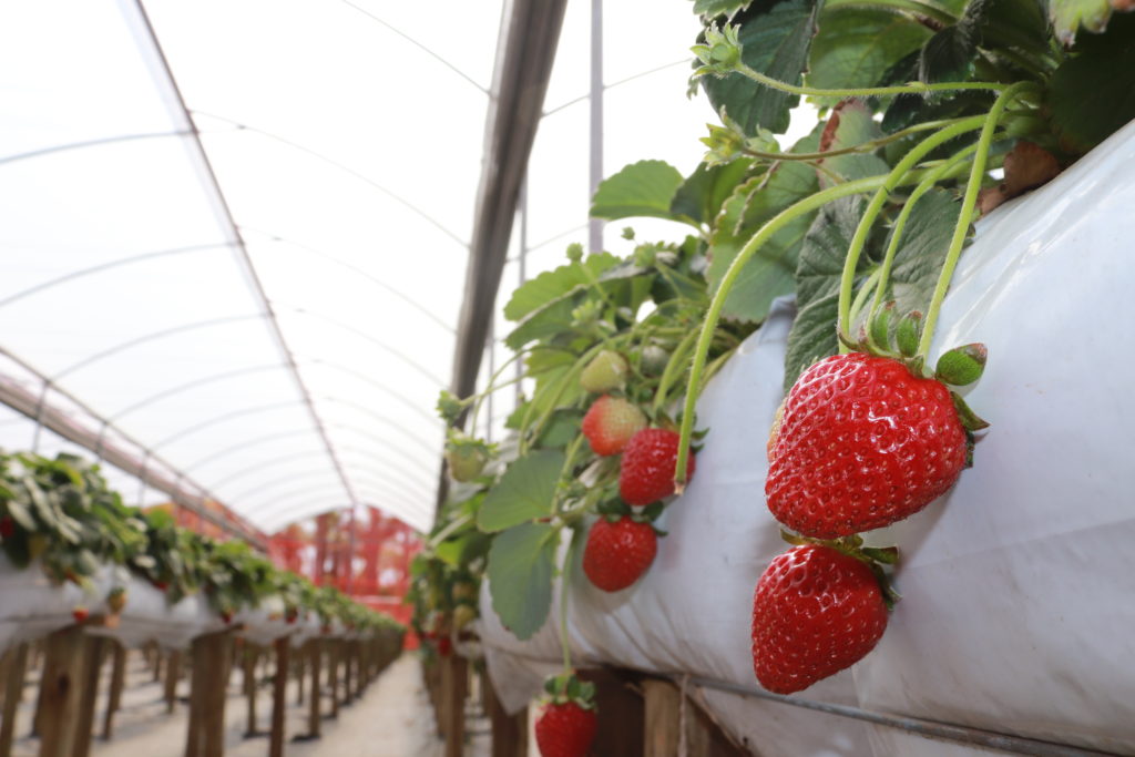 sistema certo de produzir morango