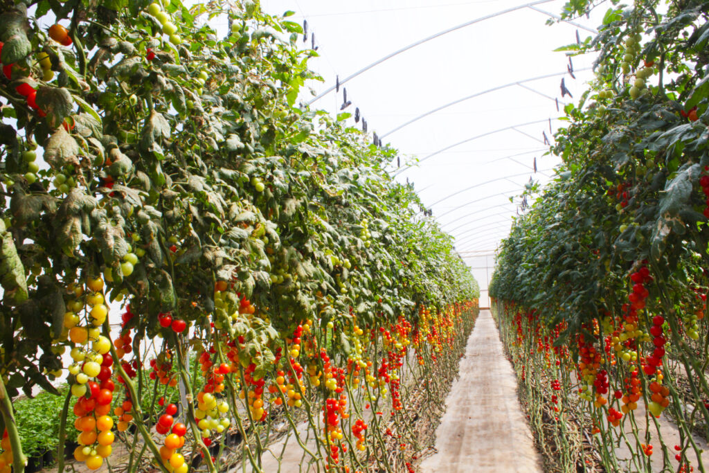 estufa para tomate