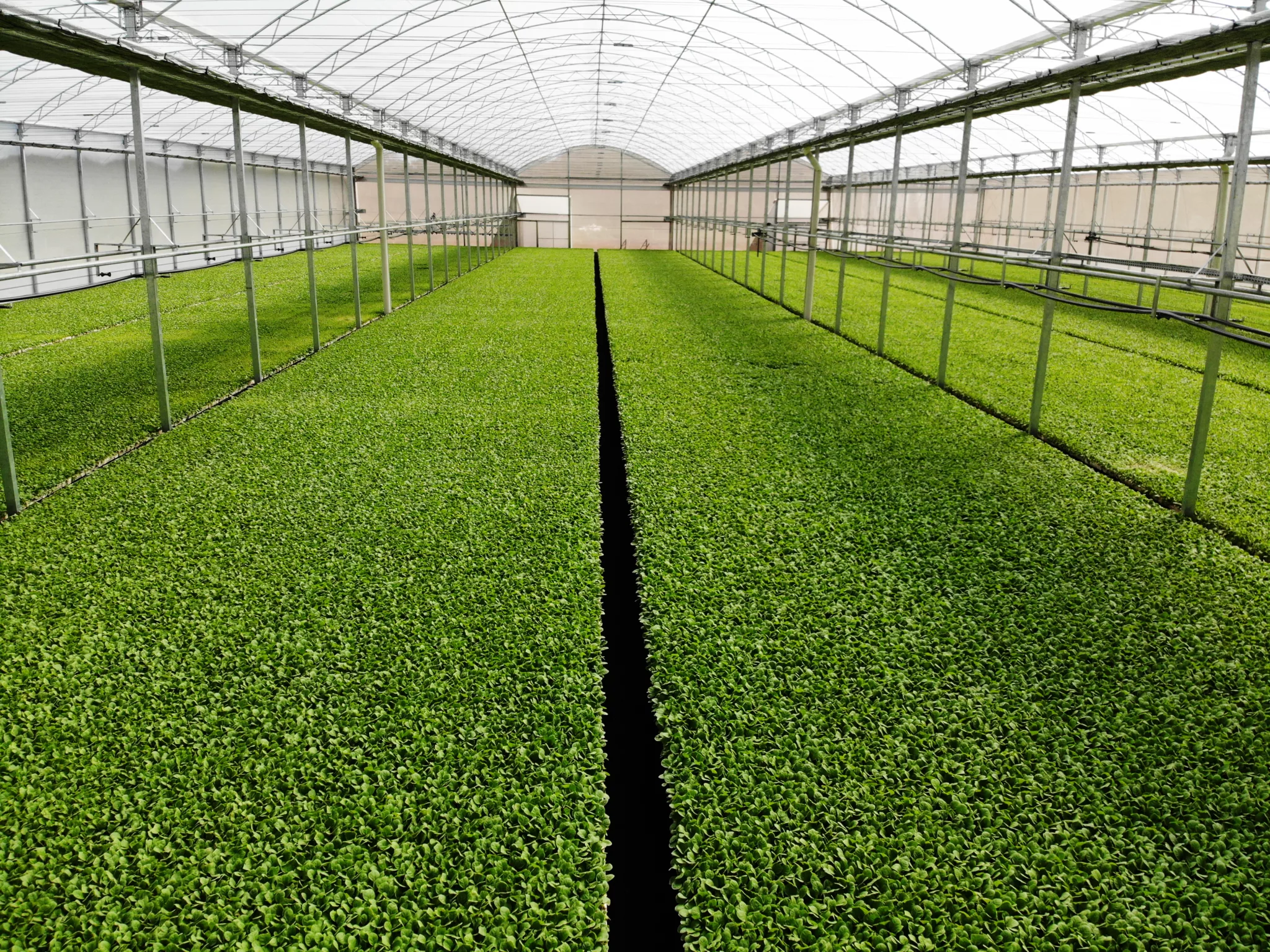 estufa agrícola curitiba