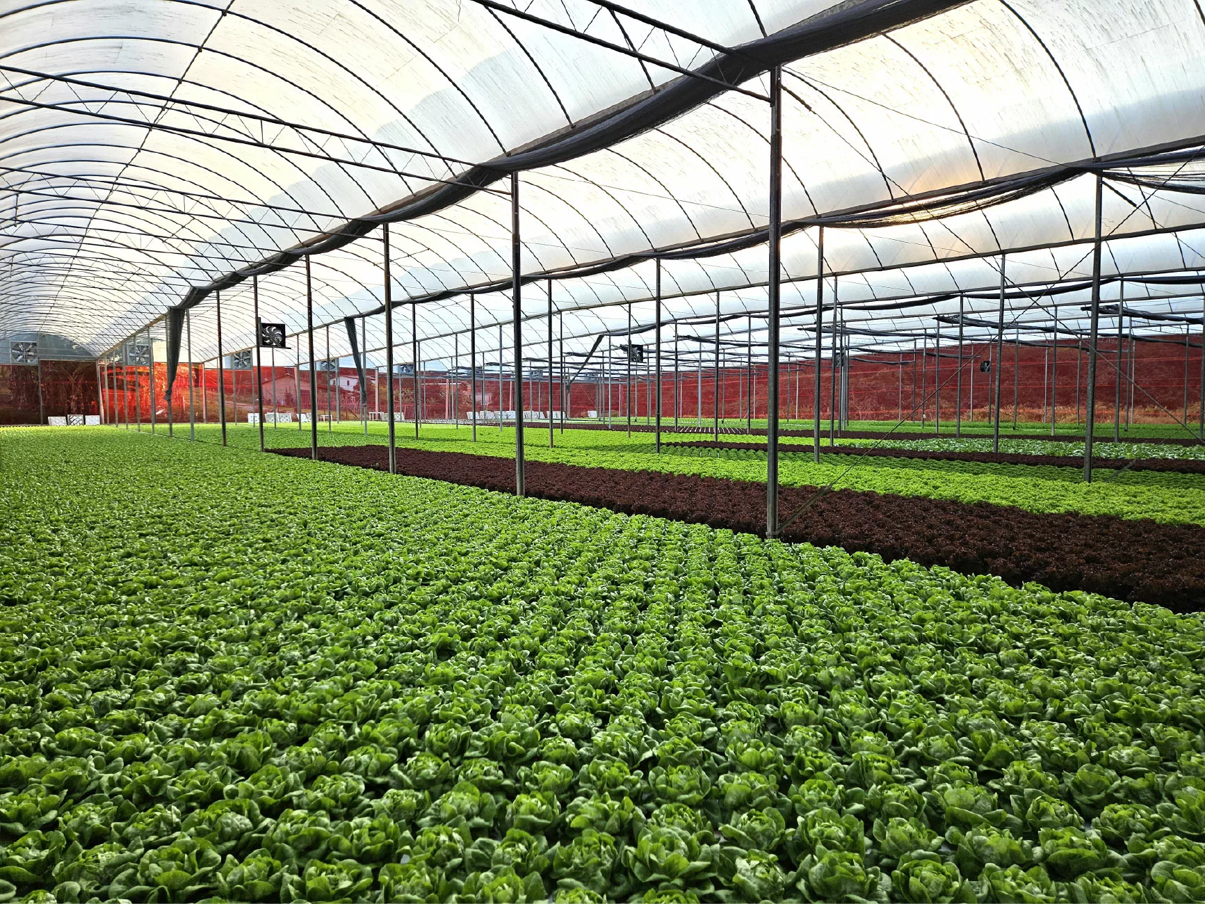 Estufa Agrícola Bragança Paulista