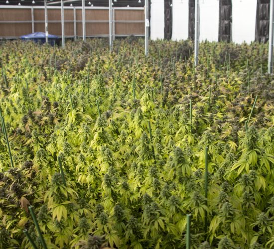 Cannabis Cannabis