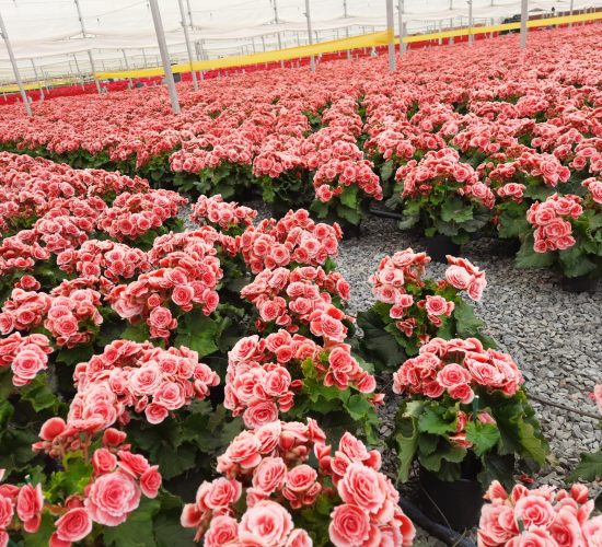 Flores e Plantas Flores e Plantas