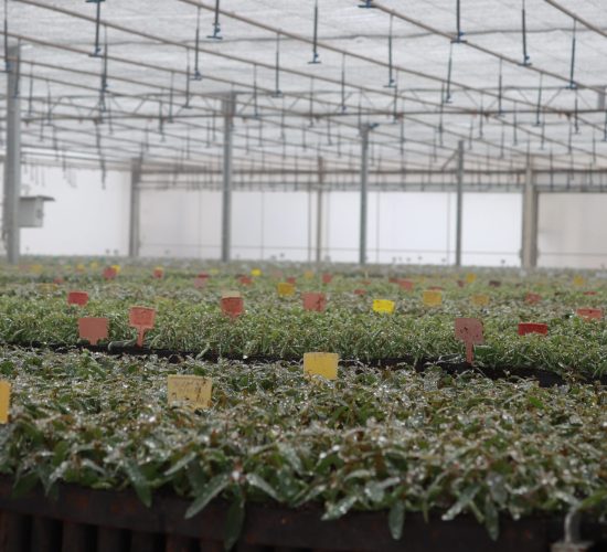 Florestal e Mudas Florestal e Mudas